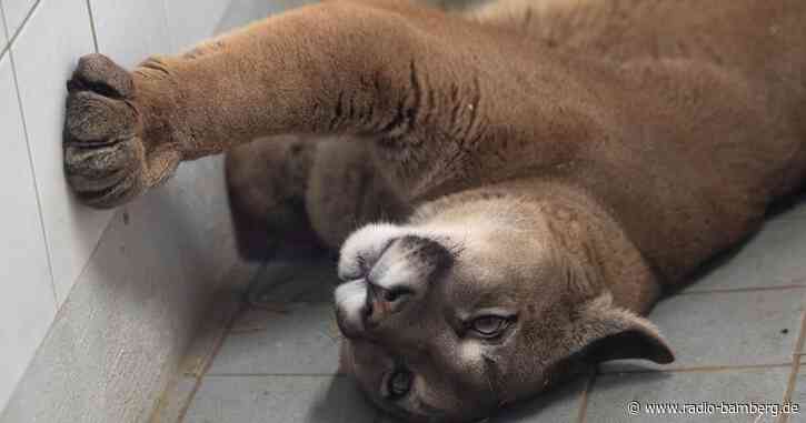 Puma im Kleinwagen – Schmuggel von Tieren durch Deutschland
