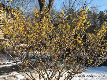 GARDENER'S CHECKLIST: Week of March 17, 2022 - theberkshireedge.com