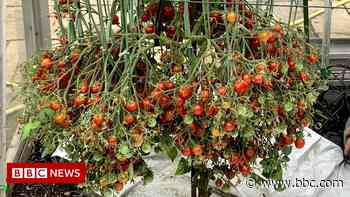 Hertfordshire gardener smashes own tomato growing record - BBC.com