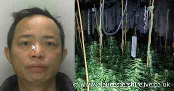 'Gardener' found hiding in cannabis plants in police raid at house - Gloucestershire Live