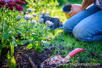 Can Coffee Grounds Be Helpful to a Gardener? - - The Journal NJ