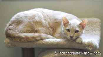 Quebec to introduce bill banning cat declawing, other unneeded pet surgeries - Lethbridge News Now