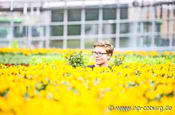 Neue Blütenpracht am Schlossplatz - Startschuss für den Frühling - Neue Presse Coburg