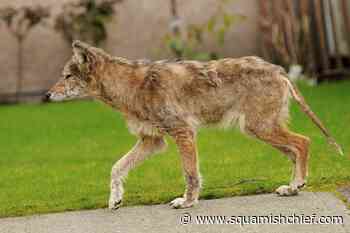 People shouldn't feed coyotes in Stanley Park. Here's why. - Squamish Chief