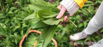 5 Fragen zu Bärlauch