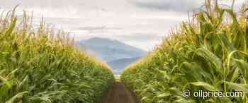 Climate Change Worsens China's Food Security Problem - OilPrice.com
