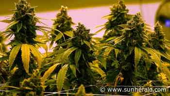 A Colorado cannabis expert wants to open a $4.7M medical pot dispensary in Waveland - Biloxi Sun Herald