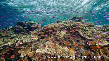 Sorge wegen neuer Korallenbleiche am Great Barrier Reef