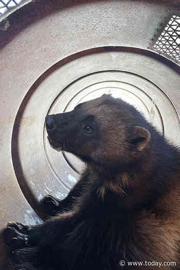 Rare wolverine captured in Utah is ‘once-in-a-lifetime’ find for researchers