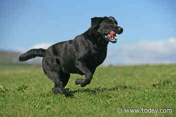 Labs still No. 1 dog breed in US, but poodles spring in popularity