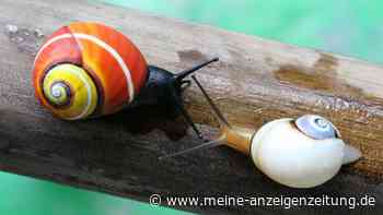 Kubanische Landschnecke „Weichtier des Jahres“