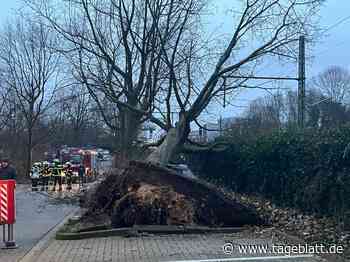 Unwetter-Bilanz: So wütete Sturmtief "Ylenia" im Landkreis Stade - Blaulicht - Stader Tageblatt - Tageblatt-online