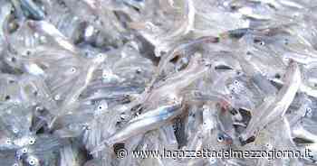 Matera, sequestrato 200 kg di novellame: un danno incalcolabile - La Gazzetta del Mezzogiorno