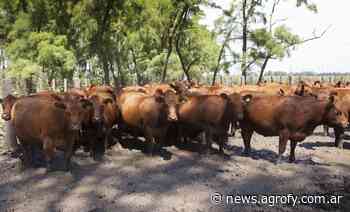 Detectan un foco de garrapata en Buenos Aires y piden extremar los cuidados - Agrofy News