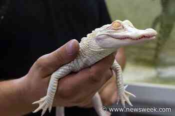 Albino Alligator Gives Toothy Grin During Bath in Viral Clip - Newsweek