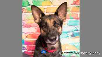 Trick or treat? Both, please, says a sweet shepherd at Unleashed Pet Rescue in JoCo - Kansas City Star