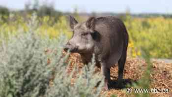 Farmer, researcher disagree about new Sask. wild boar policies