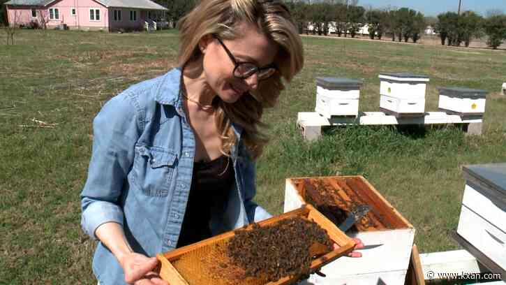 Tik Tok star and UT students' work together to save Austin's bees