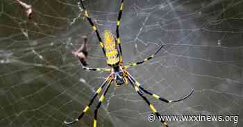 This giant spider could be moving to a backyard near you