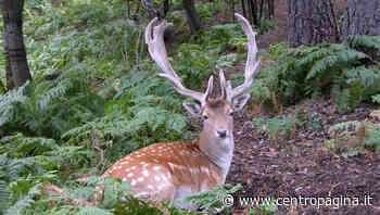 Fossombrone, due daini morti soffocati all’interno di un recinto: «La situazione sta degenerando» - Centropagina