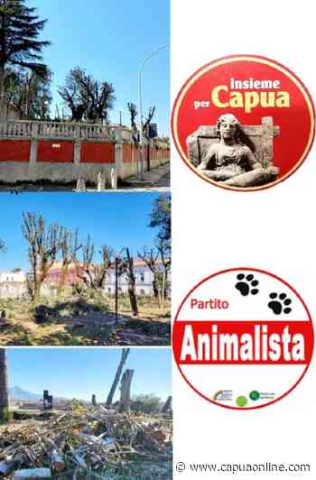 Capua. Villa comunale di Capua: alberi deturpati dalla potatura sbagliata. Insieme per Capua e Partito Animalista all'attacco. - Capuaonline.com