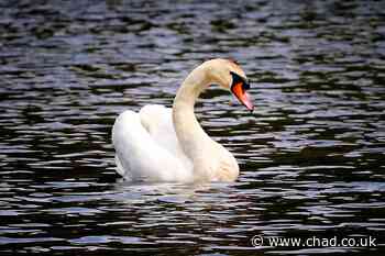 Letter: Heartbreaking to see that swan at Sutton Lawn endured a long and painful death - Mansfield and Ashfield Chad