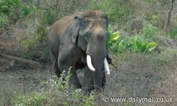 Even elephants hate being lonely! Solitary animals show more signs of STRESS than those in a group
