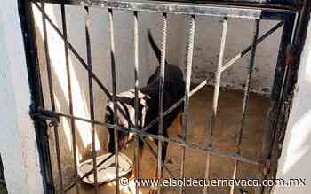 Autoridades liberaron al perro acusado de homicidio - El Sol de Cuernavaca
