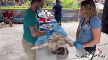 Markham Ont. vet heads to Poland to help animals displaced by Ukraine war - Global News