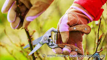 Gartenscheren im Vergleich: Welche gibt es & was macht man damit?
