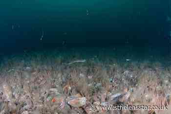 Horse mussels need more protection in British waters, scientists warn - St Helens Star