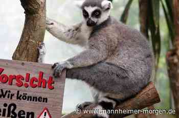 Ferienprogramm in Lampertheim mit Spielen, Basteln und Ausflügen - Lampertheim - Nachrichten und Informationen - Mannheimer Morgen