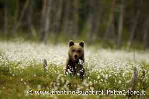 La Pat non potrà più abbattere orsi senza l'autorizzazione dell'Ispra - ilfatto24ore.it