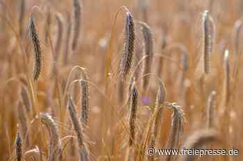 Umgang mit den Kriegsfolgen: Entlastung bei Lebensmitteln? - freiepresse.de