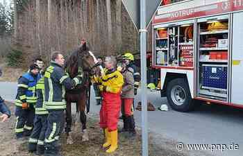 Pferd rutscht in Wasserbecken - Traunstein - Passauer Neue Presse - PNP.de