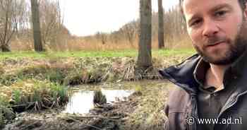 Boswachter krijgt hulp van nieuwe 'collega': Meneer de Bever legt dam aan in het Pompveld bij Giessen - AD.nl