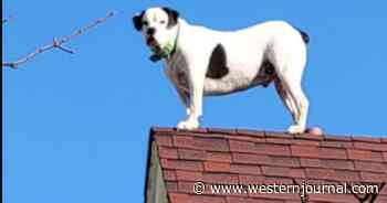 Dog 'Stranded' on Three-Story Apartment Complex Roof, But Firefighters Realize He Doesn't Need Help