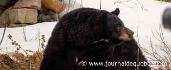 L’arrivée du printemps annoncée par Genie, une femelle ours noir.