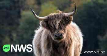 Politie Leuven kan ontsnapte stier veilig wegdrijven van autosnelweg - VRT NWS