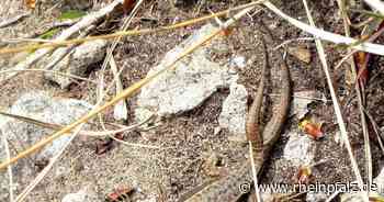 Umzug wegen Buga: Reptilien bekommen Wohnungen aus altem Beton - Mannheim - Rheinpfalz.de