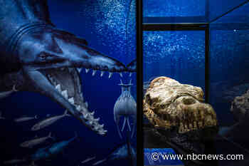 In Peru, skull of ‘marine monster’ points to fearsome ancient predator