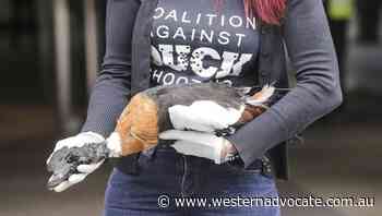 Duck lovers fail to halt shooting season - Western Advocate