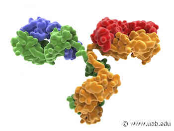 Preclinical demonstration of a potent, universal coronavirus monoclonal antibody therapy for all COVID-19 variants - News | UAB - University of Alabama at Birmingham