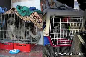 Lindau: Illegalen Welpenhandel aufgedeckt - 20.000 Euro Sicherheitsleistung - BSAktuell