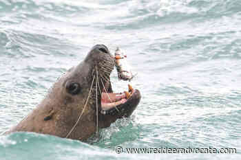 Pacific herring spawn spectacle surfaces along West Coast - Red Deer Advocate