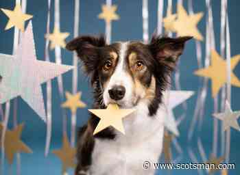 Canine astrology: This what the star sign of your pet dog says about its personality - The Scotsman