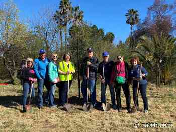 65 Trees Planted During AMPlify The Urban Forest Arbor Day - Patch
