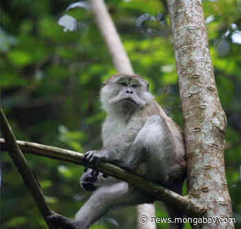 Probe finds palm oil firm illegally clearing forest in Sumatra wildlife haven - Mongabay.com