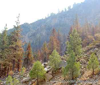 Forest Service advises Alpine lands visitors to be careful of fire damage - Tahoe Daily Tribune