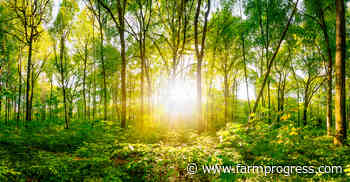 Could your farm benefit from a riparian or upland forest buffer? - Farm Progress